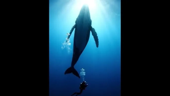 花蝴蝶看日本片 - 深蓝星球：探索海洋深处的未知世界